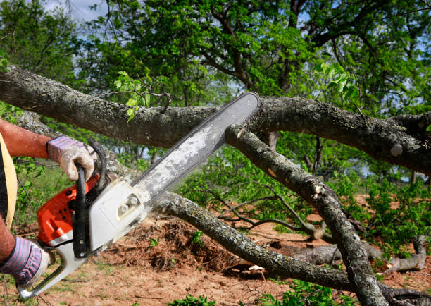 Best Tree Removal Service  in USA